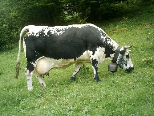 HILDA           CESAR-ALPINE           Salon de l\'agriculture  PARIS   2000            Elevage        BARB        68    Wasserbourg - vache âgée de 14 ans    (   56639  kg  de  lait  en  11  lactations  pour  332  jours  )