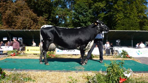 1er  prix  de  section  -  Arlette  (   Simba  )  -  (   2   305   5491   49,8   32,7   )   de   Marc   SPENLE   de   Anjeux 