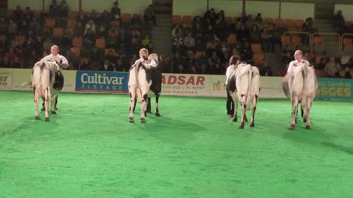 Classement  1ére  section :  Vaches  en  1ére  lactation  