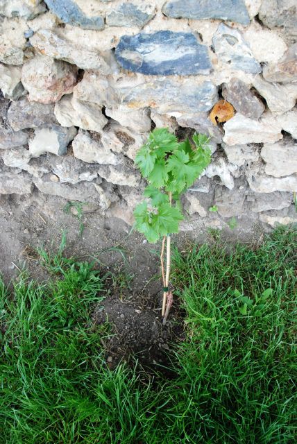 Vigne au 2 mai 2010