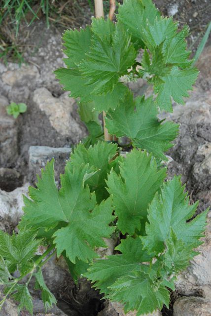 Vigne au 2 mai 2010