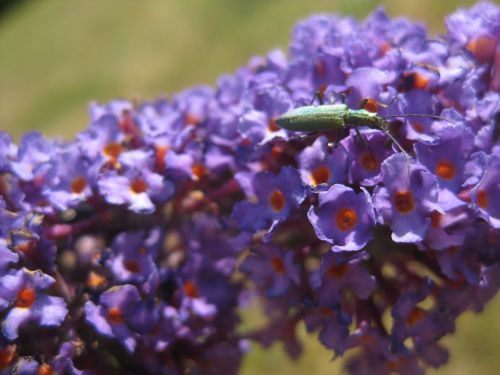 scarabée sur une fleur d'arbre à papillon