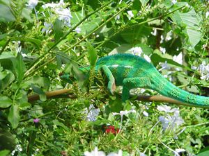 Un caméléon dans mon jardin, espèce protégée. Appelé 
