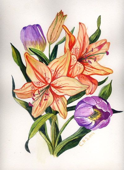 Amaryllis et tulipes