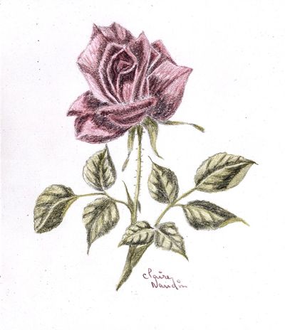  Rose