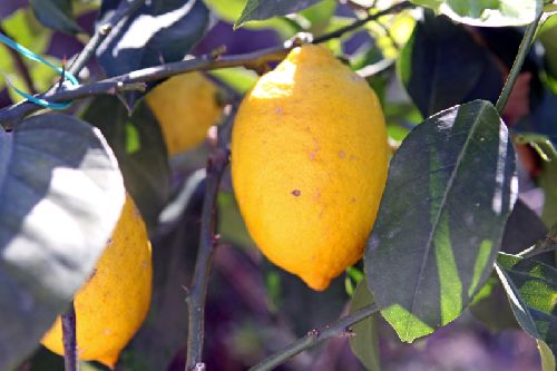 Les citronniers ornent déjà les terrasses en cette fin mars dans le sud-ouest