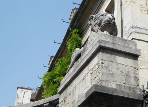 Dijon rue Chabot-Charny - Lion allongé