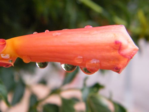 Flore de Dijon - après la pluie
