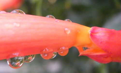 Flore de Dijon - Après la pluie