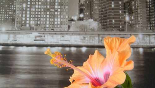 Flore de Dijon - New-York Hibiscus