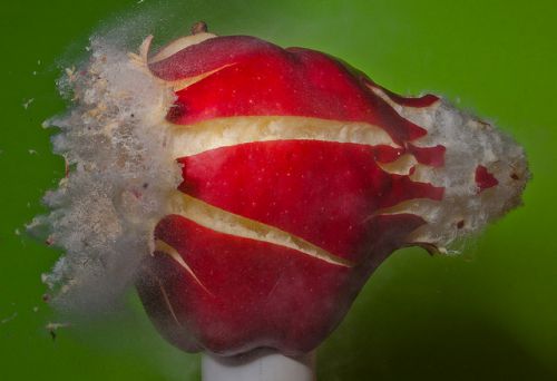 Photo explosive d'une pomme / Allan Sailer