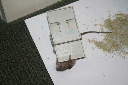 FAUT PAS NOUS FAIRE CHIER!!!!En hiver les souris viennent souvent se loger dans les maisons...Celle là a été bien accueillie!!!