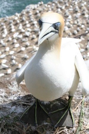 Reproduction des gannets sur la cote ouest