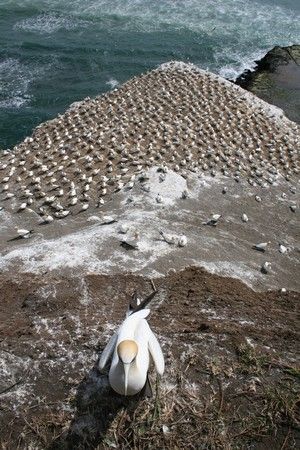 Reproduction des gannets sur la cote ouest