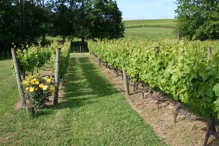 Les vignes de Kumue