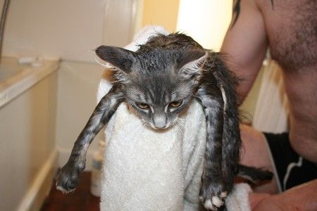 Kiwi a eu quelques puces alors elle a eu droit au shampooing