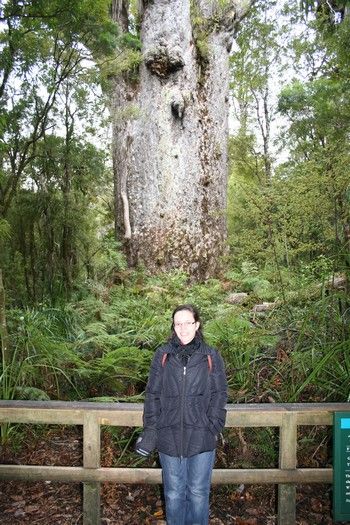 Le second plus gros Kauri de NZ