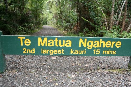 Nom du second plus gros Kauri