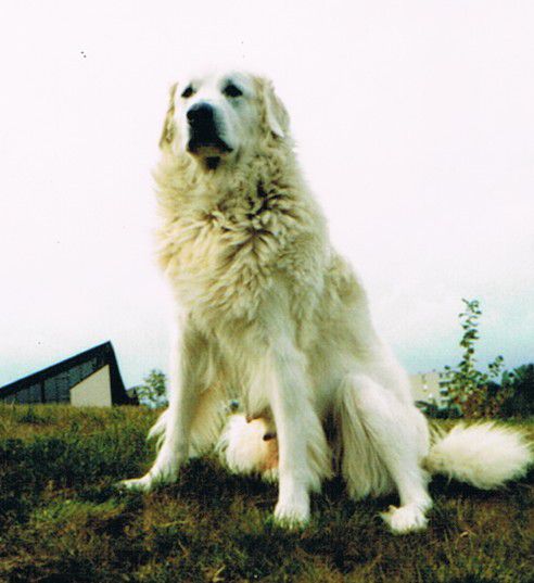 LA Kaza (la chienne de Michel)