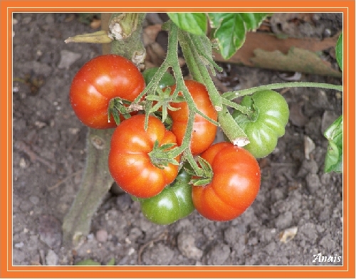 Les tomates presque mûres