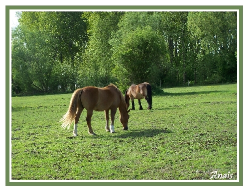 Les chevaux par une belle après midi de printemps