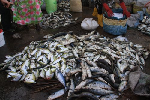 Senegal Saint Louis le marché aux poissons