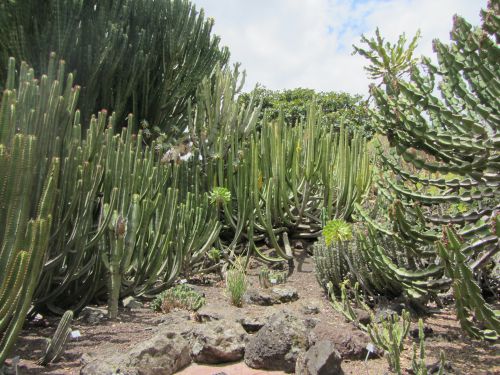 Cactus de Grandes Canaries