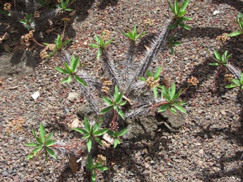 Cactus de Grandes Canaries