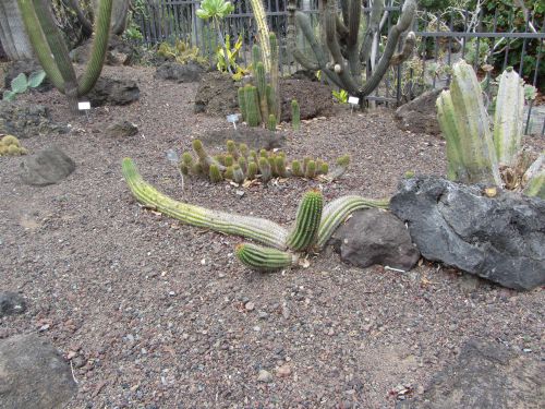 Cactus de Grandes Canaries
