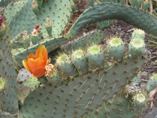 Cactus de Grandes Canaries