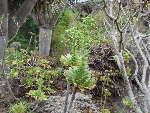 Cactus de Grandes Canaries