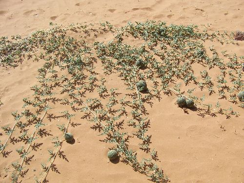 Coloquintes poussant dans le désert