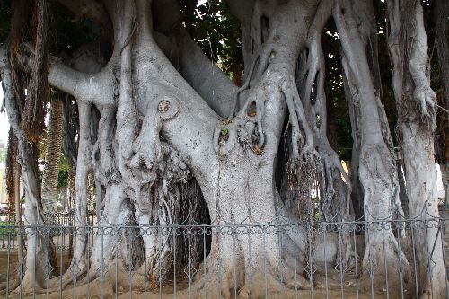 Tronc d'arbre