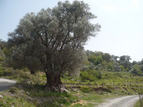 La Crête au moins 1 olivier par habitant