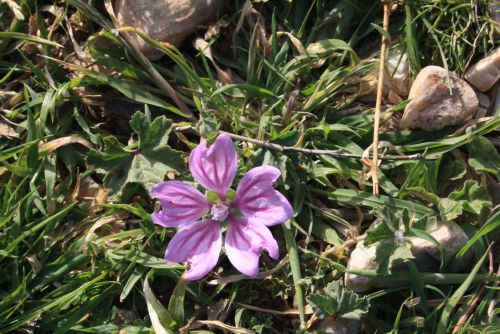 Encore des fleurs