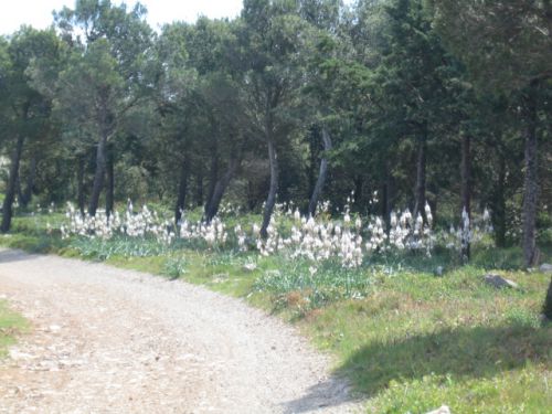 Hérault chemin près de Gigean