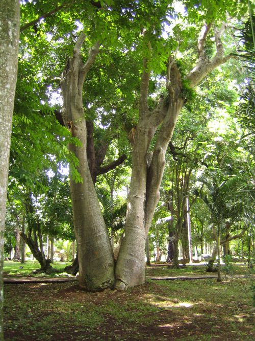 Ile Maurice  Jardin des Pamplemousses