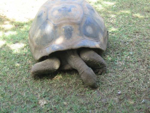 Ile Maurice  Jardin des Pamplemousses rencontre avec les tortues
