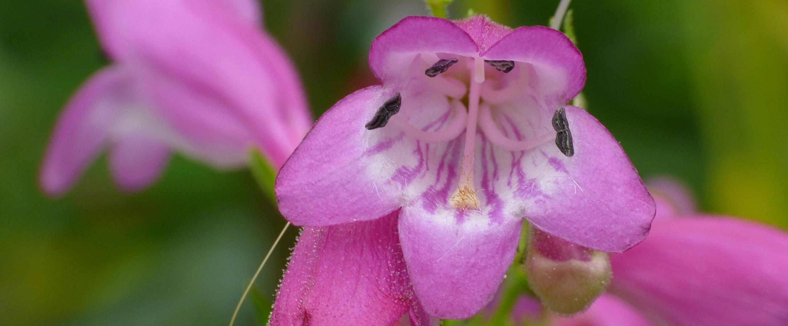 Les Penstemons  des vivaces  persistantes à longue floraison