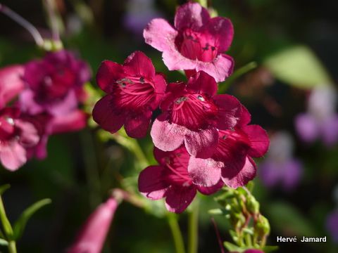 Penstemon ' Blakbird '