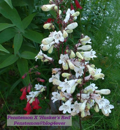 Penstemon digitalis 'Husker Red'