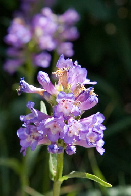 Penstemon procerus Copyright Pierre-Alain Darlet