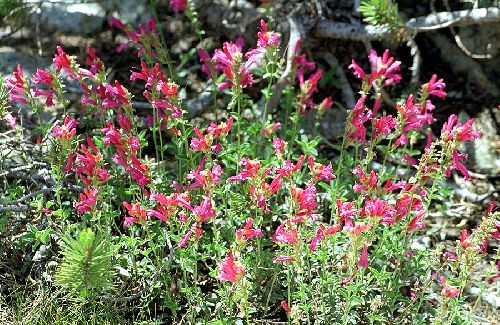 Penstemon newberryi Copyright Pierre-Alain Darlet