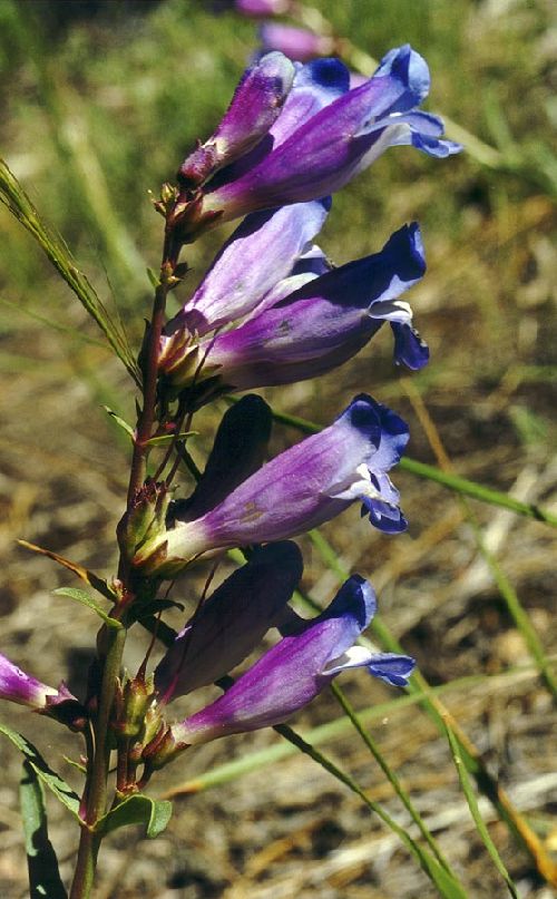 Penstemon royal copyright Pierre Alain Darlet