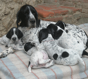 G.    Tégée CHCS, CHIB, TR avec une partie des bébés