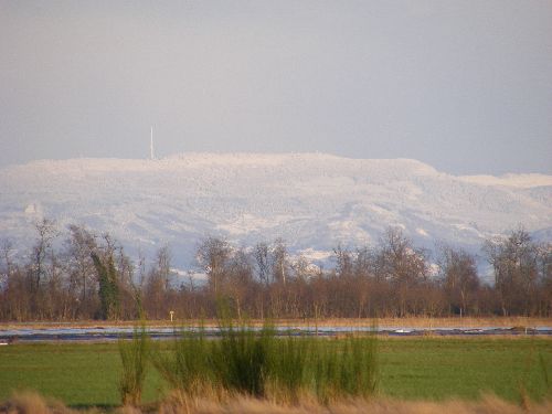 vue sur la Forêt Noire enneigée (photo prise sur le terrain)