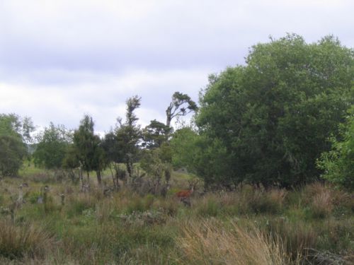 Un jeune cerf