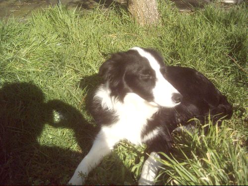 Cosak, border collie vraiment magique, un amour 