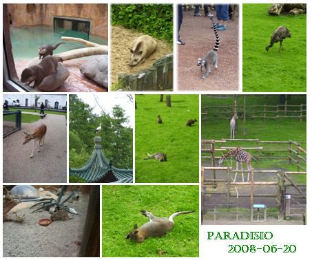 Paradisio: faune