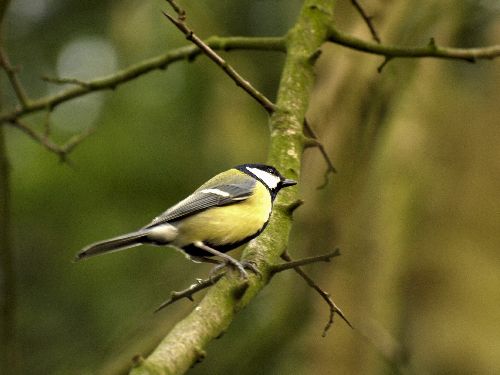 Mésange charbonnière